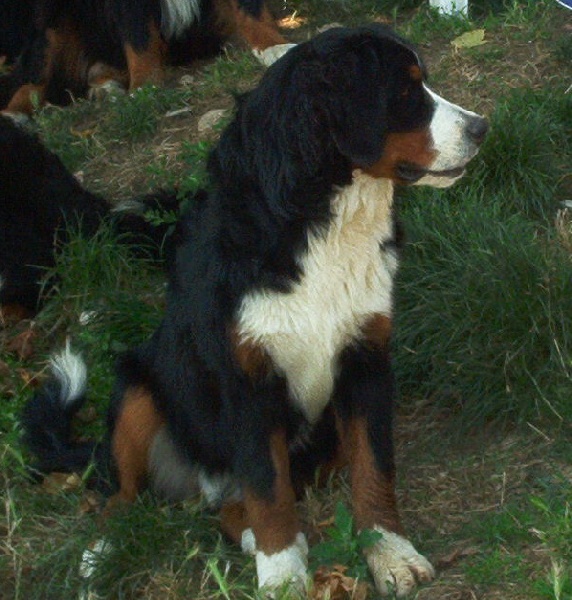 Du Bois De Cote-Lune Cheyenne