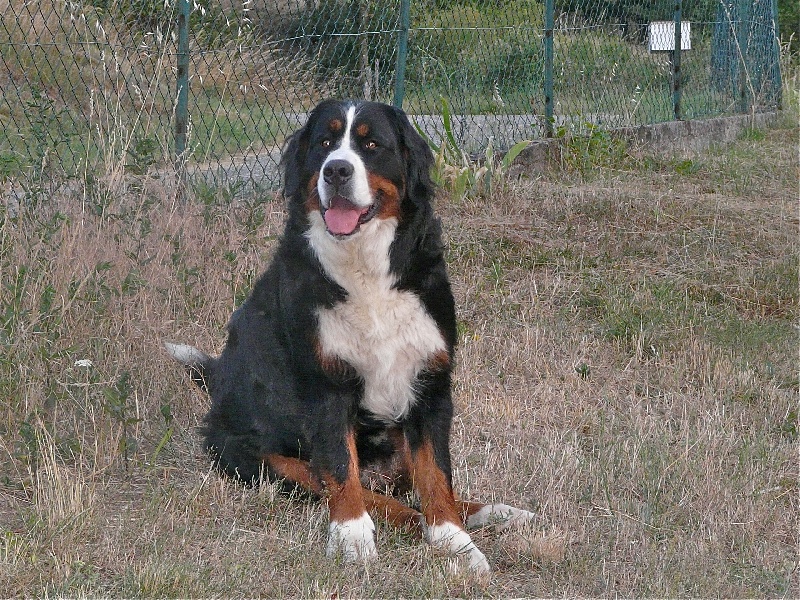 Du Bois De Cote-Lune Cheyenne