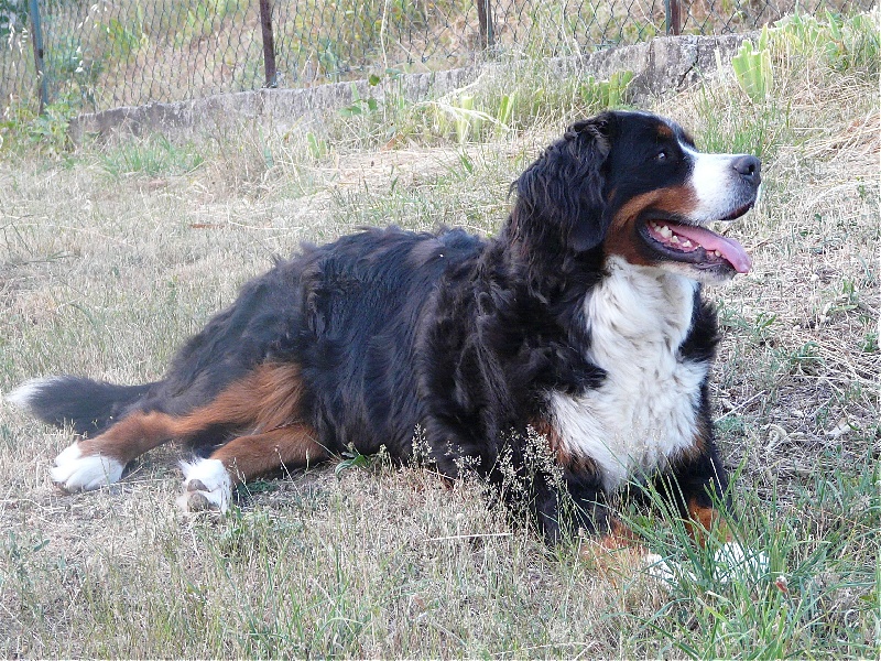 Du Bois De Cote-Lune Cheyenne