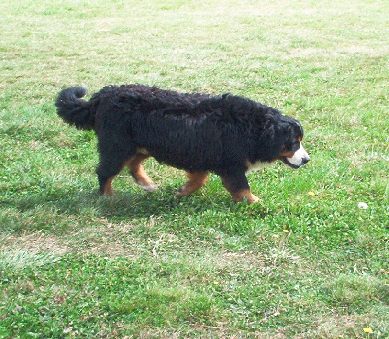 Du Bois De Cote-Lune Cachou dit  pikat'chou